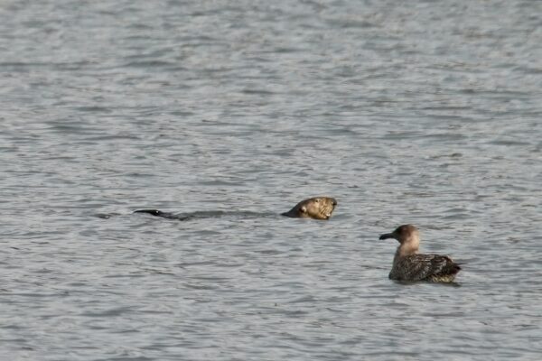 Hmmm... Sea Otter Eyeing Floating Bird