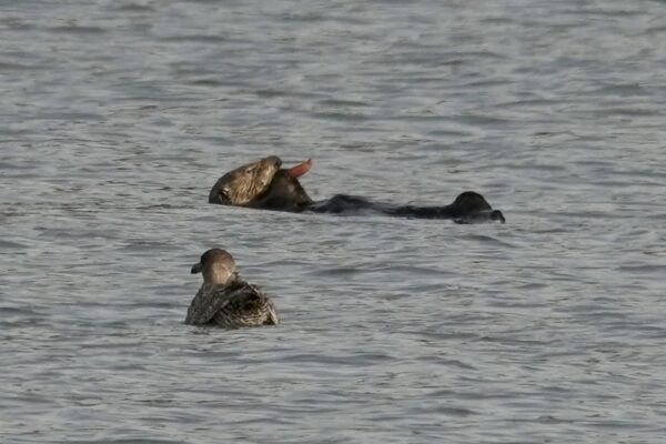 Naaaah. *munch* *munch* Sea Otter Munching On Clam With Bird Floating Nearby