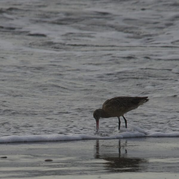 Silhouette Of A Marbled Godwit Feeding