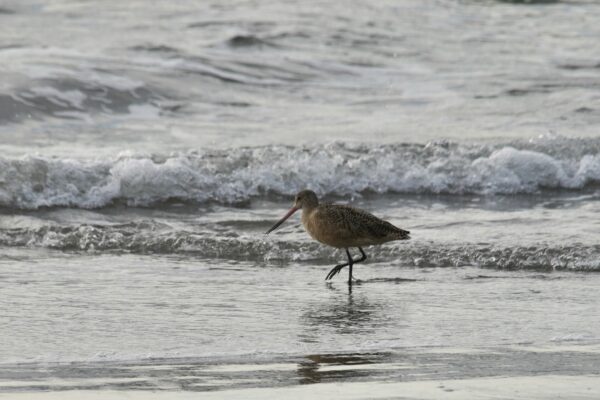 Marbled Godwit Wading