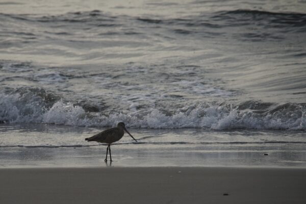 Silhouette of a Marbled Godwit Wading