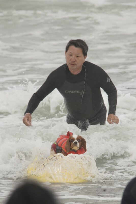 Uh oh. I think I'm a little too far forward... Man Watching Ruby Cavalier King Charles Spaniel In Floatation Vest Surfing