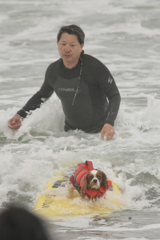 Ohhh maaaan... Man Watching Ruby Cavalier King Charles Spaniel In Floatation Vest Surfing