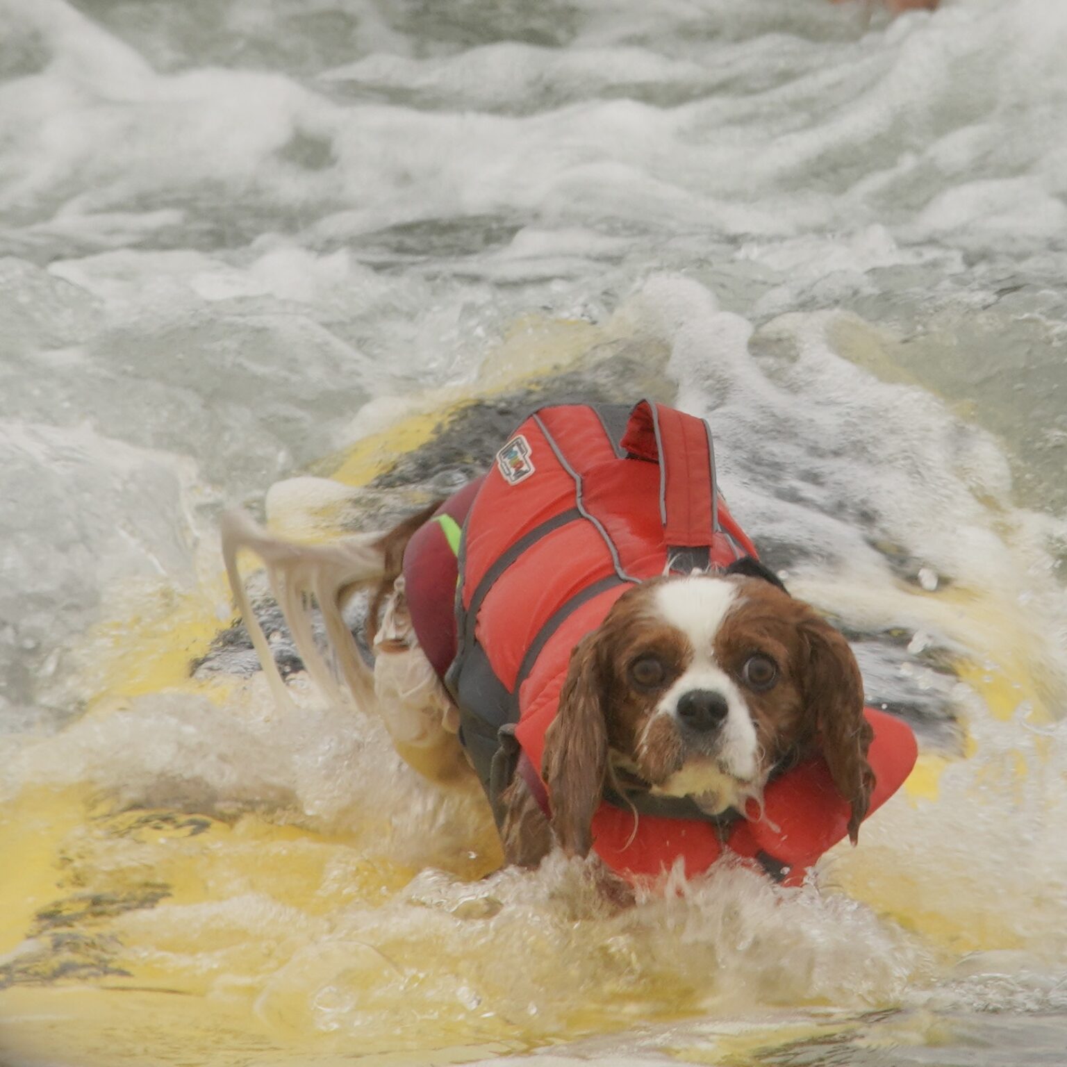 Ruby Cavalier King Charles Spaniel In Floatation Vest Falling Off Of Surfboard