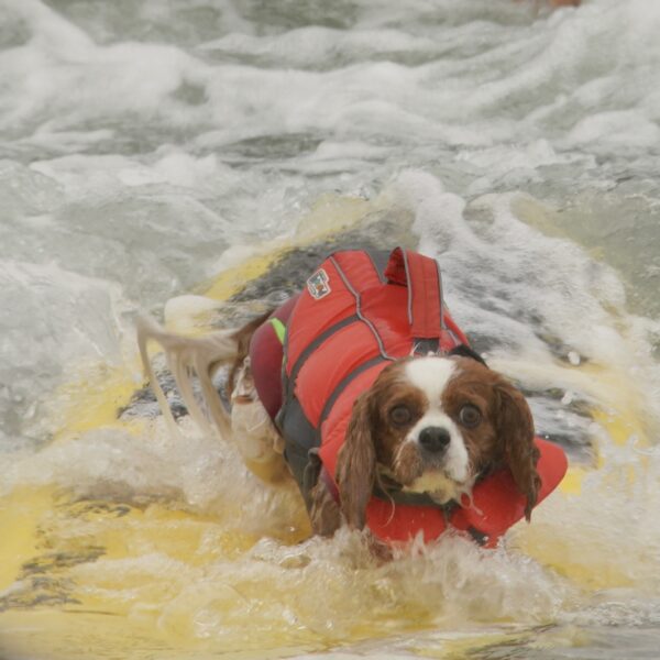I REGRET NOTHING Ruby Cavalier King Charles Spaniel In Floatation Vest Falling Off Of Surfboard