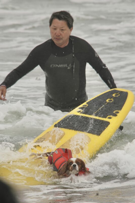 WIPEOUT! Man Watching Ruby Cavalier King Charles Spaniel In Floatation Vest Falling Off Of Surfboard