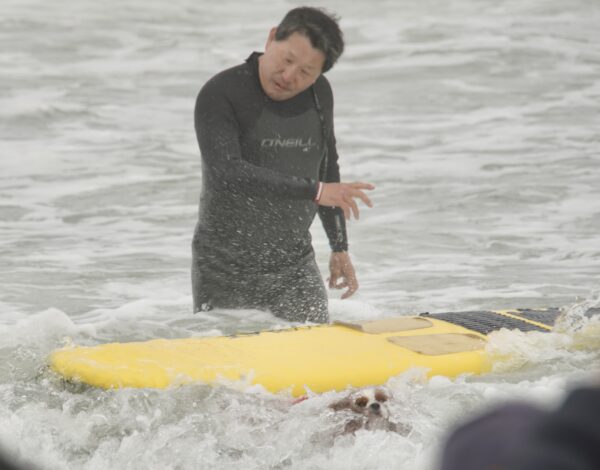 *blub!* Man Watching Ruby Cavalier King Charles Spaniel In The Water Next To A Surfboard