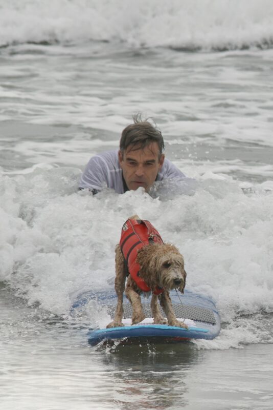 Dog In High Visibility Vest On Surfboard
