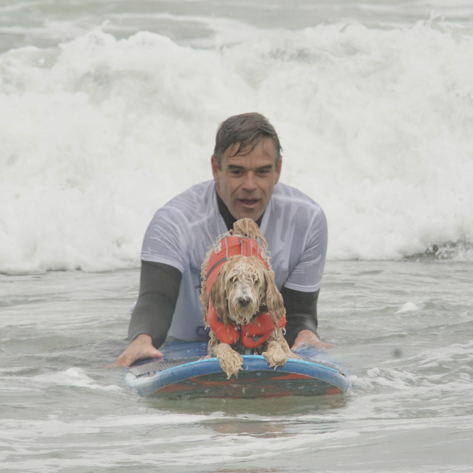 Dog In High Visibility Vest On Surfboard