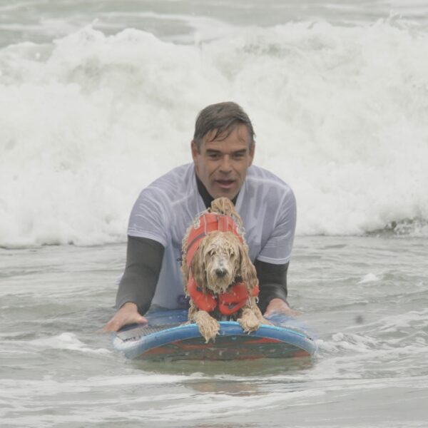 Dog In High Visibility Vest On Surfboard