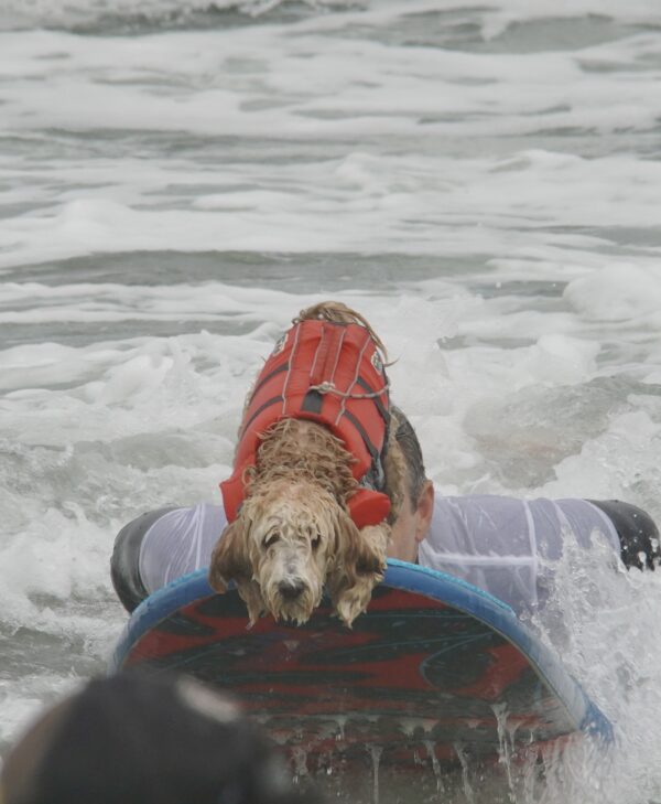 Dog In High Visibility Vest On Surfboard