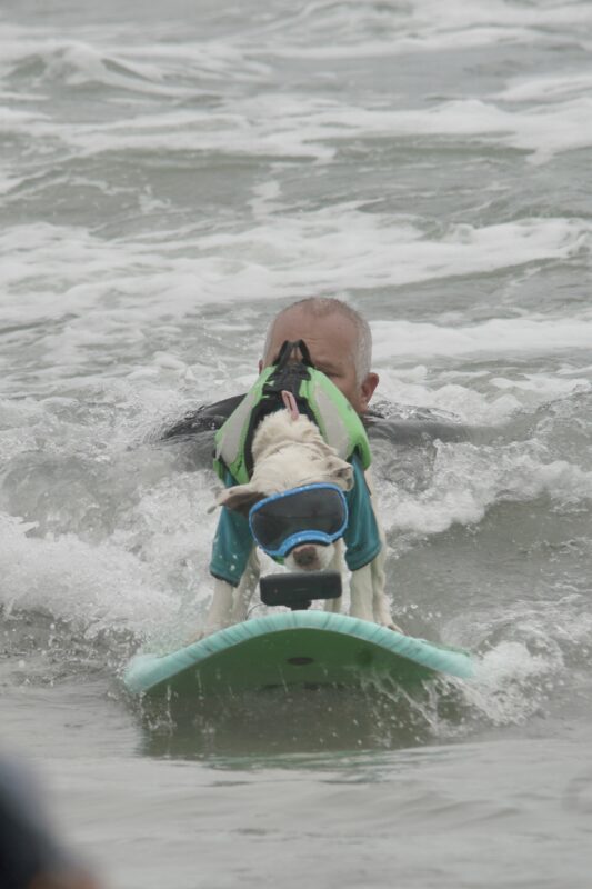 Pit Bull In Goggles Riding A Surfboard