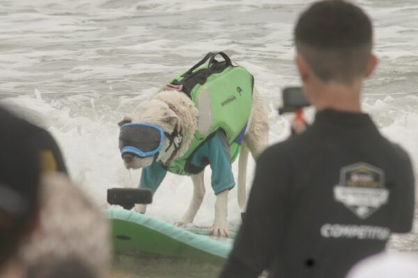 Pit Bull In Goggles Riding A Surfboard