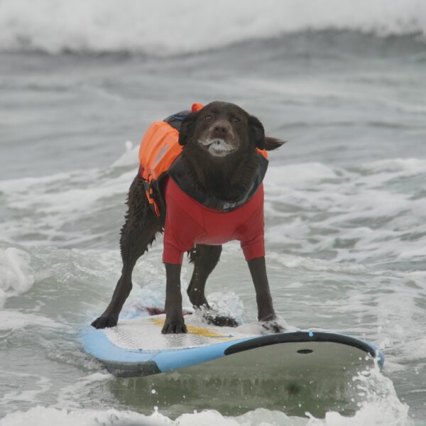 Mmmmm.... Chocolate Labrador Retriever In An Orange Vest On A Surboard Surfing in Pacifica, California