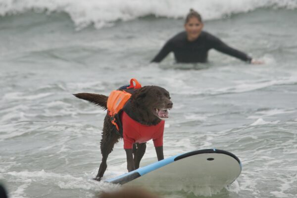 HANG TWENTY BABY WOOOOOO!!! Chocolate Labrador Retriever In An Orange Vest On A Surboard Surfing in Pacifica, California