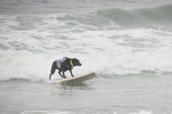 Chocolate Labrador Retriever In Floatation Vest Surfing