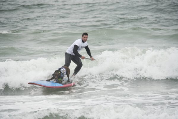 Chocolate Labrador Retriever In Floatation Vest And Man On Stand-Up Paddle-Board Surfing