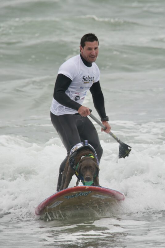 Chocolate Labrador Retriever In Floatation Vest And Man On Stand-Up Paddle-Board Surfing