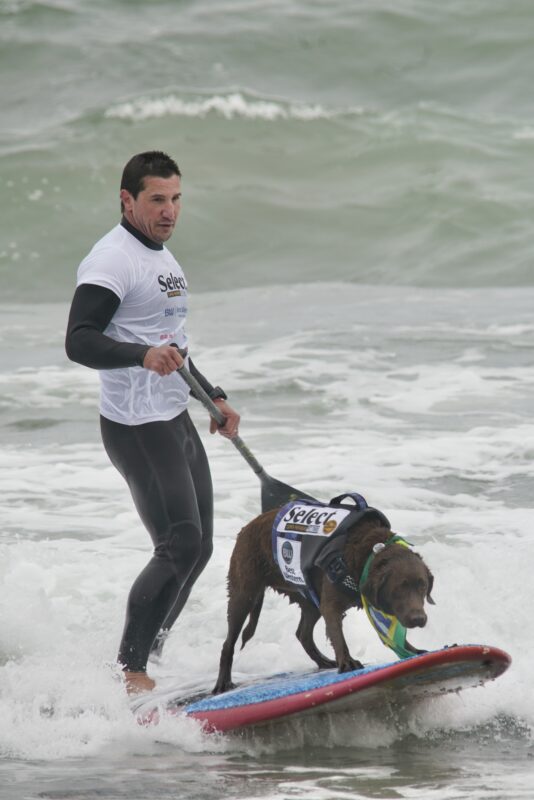 Chocolate Labrador Retriever In Floatation Vest And Man On Stand-Up Paddle-Board Surfing