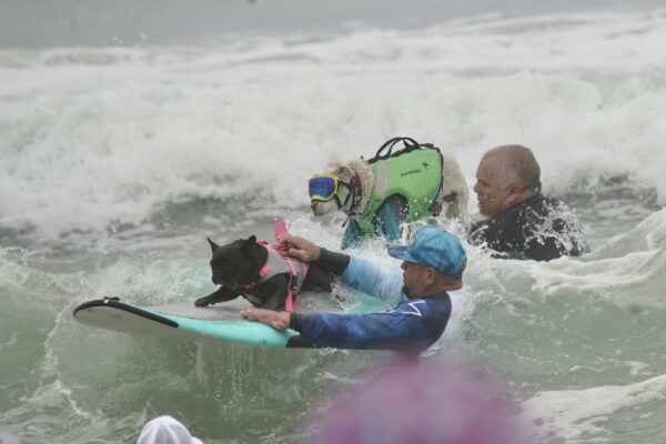Black French Bulldog And Pit Bull In Goggles Riding A Surfboard
