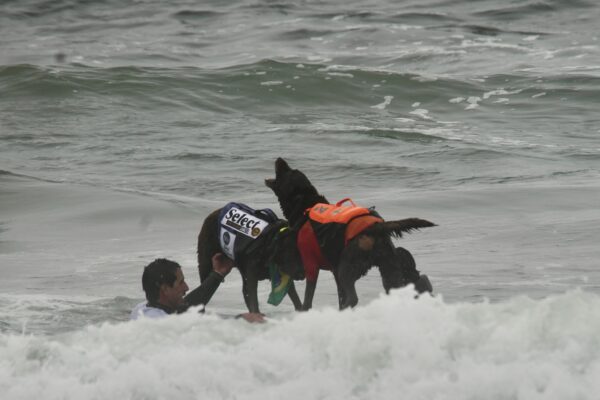 Two Chocolate Labrador Retrievers In Floatation Vests On A Surf Board
