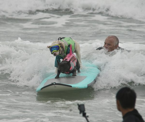 Black French Bulldog And Pit Bull In Goggles Riding A Surfboard