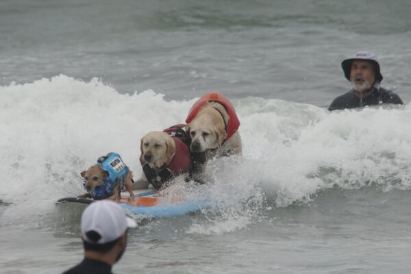 Three Dogs On A Surfboard, Surfing