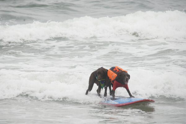 Two Chocolate Labrador Retrievers In Floatation Vests On A Surf Board Surfing