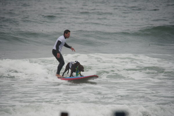 Chocolate Labrador Retriever In Floatation Vest And Man Surfing