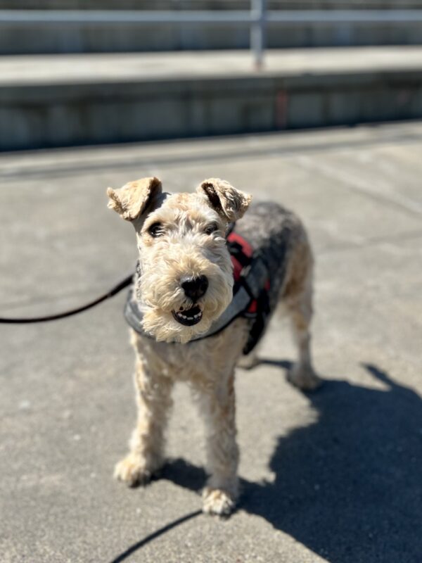 Lakeland Terrier