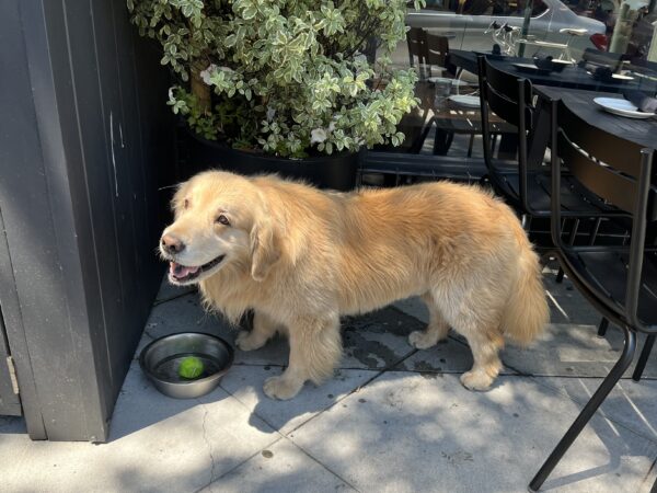 Golden Retriever Standing In Front Of Water Bowl With Tennis Ball In It