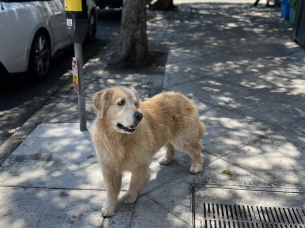 Golden Retriever