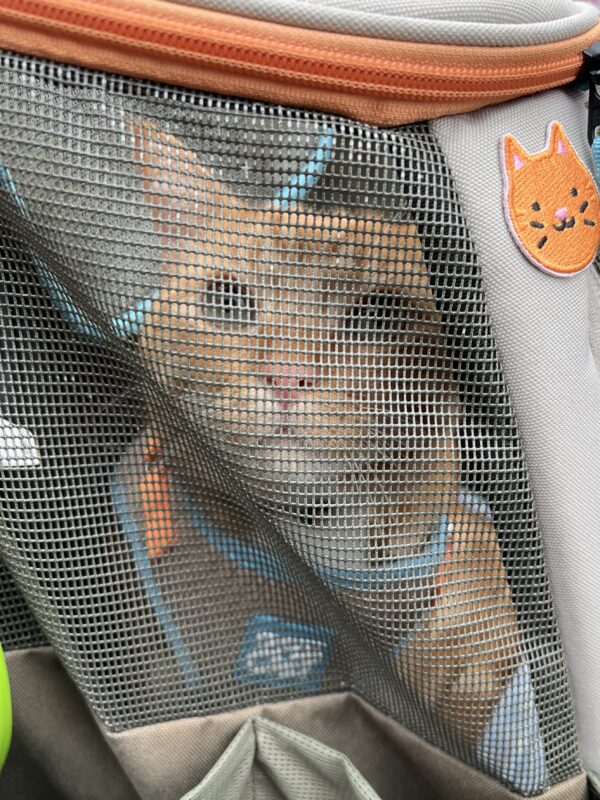 Marmalade Tiger Tabby In Cat Carrier Backpack