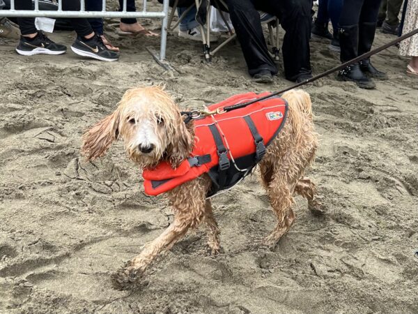 Dog In High Visibility Vest On Beach