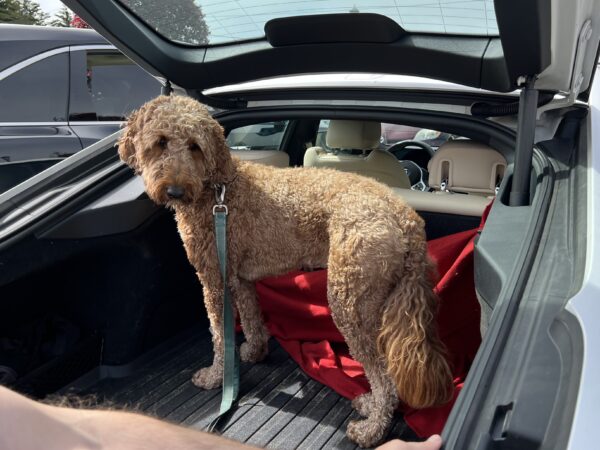 It's a pretty sweet ride, isn't it? Goldendoodle Standing In The Back Of A BMW
