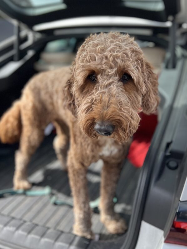 Psst: confidentially, it's not MY car, I'm just borrowing it. Goldendoodle Standing In The Back Of A Car