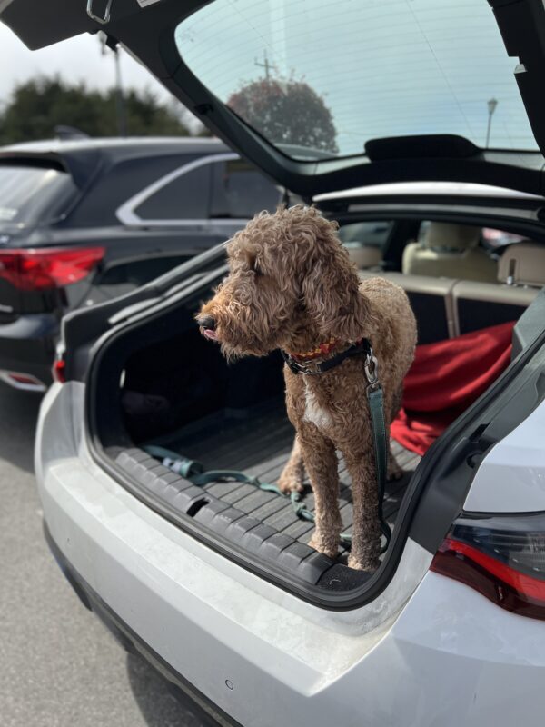 Anyway, wanna head out? Goldendoodle Standing In The Back Of A BMW