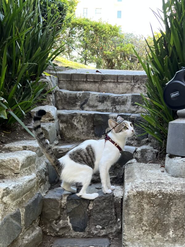 American Shorthaired Calico Cat With A Heart On Her Side