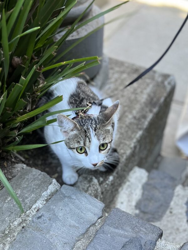 American Shorthaired Calico On A Leash