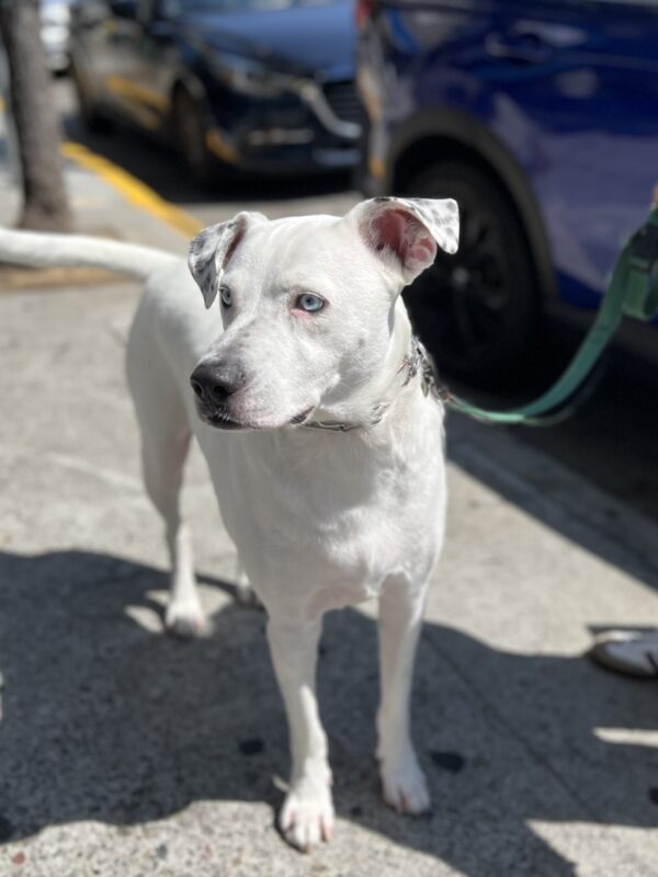 Dalmatian Siberian Husky Mix White With Blue Eyes And Spotted Ears Looks Pensive