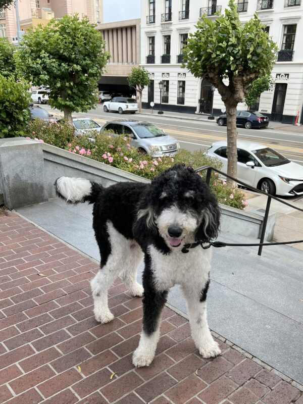 I'm not a bernadoodle, I'm a HORSEadoodle! Black And White Very Large Bernese Mountain Dog Poodle Mix