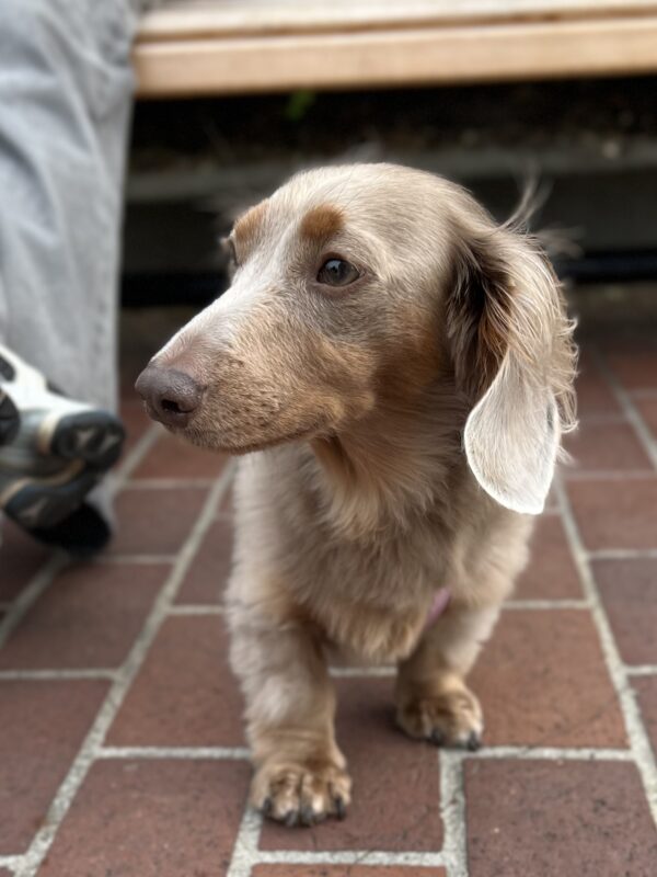 It's weird I'm named that 'cuz I'm calm and mellow! Lilac Long Haired Dachshund Looking Pensive