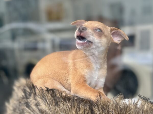 Ridiculously Cute Chihuahua Mix Puppy