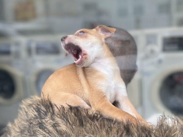 Ridiculously Cute Chihuahua Mix Puppy Yawning