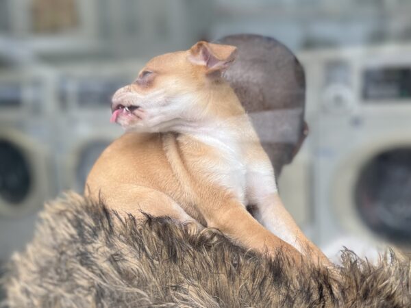 Ridiculously Cute Chihuahua Mix Puppy Licking A Window