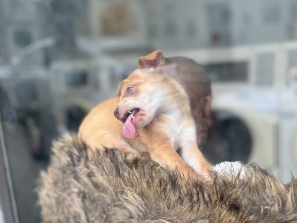 Ridiculously Cute Chihuahua Mix Puppy Licking A Window