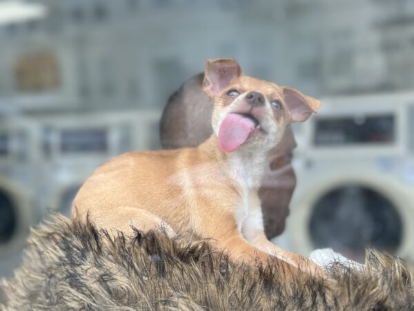 Ridiculously Cute Chihuahua Mix Puppy Licking A Window