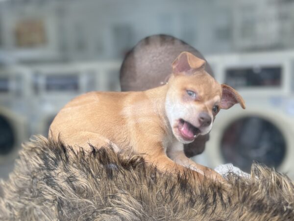 Ridiculously Cute Chihuahua Mix Puppy