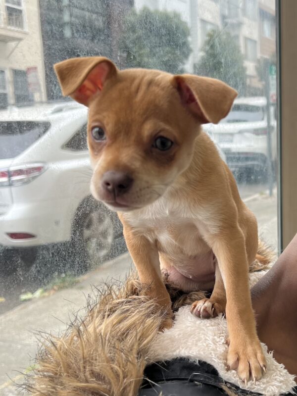 Ridiculously Cute Chihuahua Mix Puppy