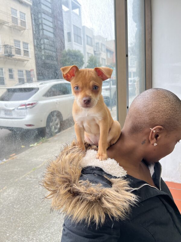 Ridiculously Cute Chihuahua Mix Puppy Standing On Woman's Back